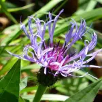 Benefici dell'Artiglio del Diavolo